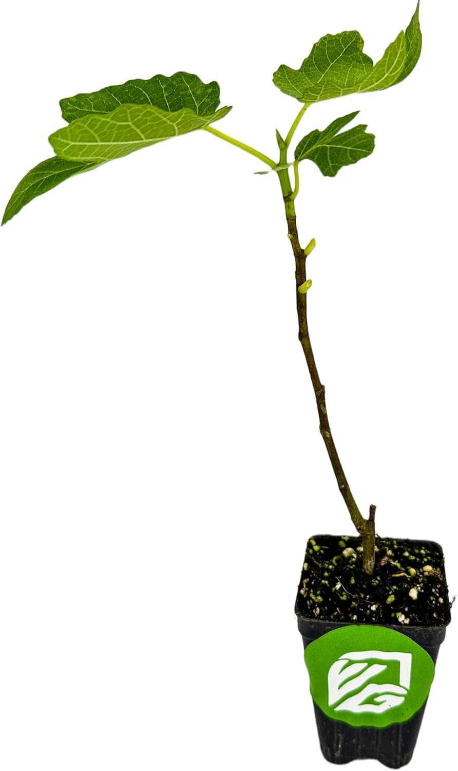 Brown Turkey Fig Self-Pollinating Fig Tree P381