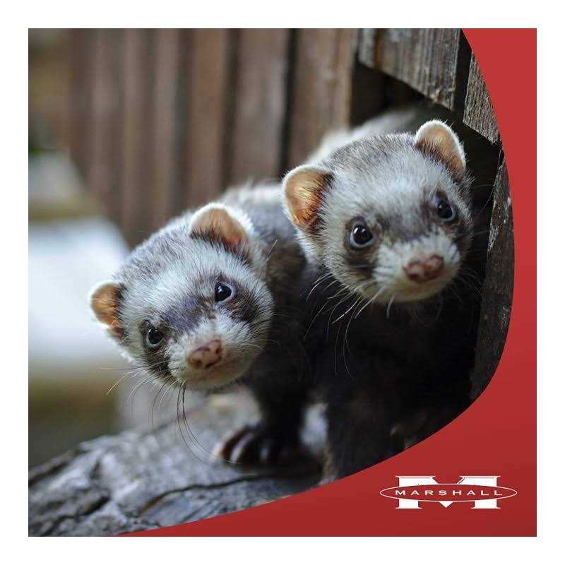 Senior Ferret Diet H620933