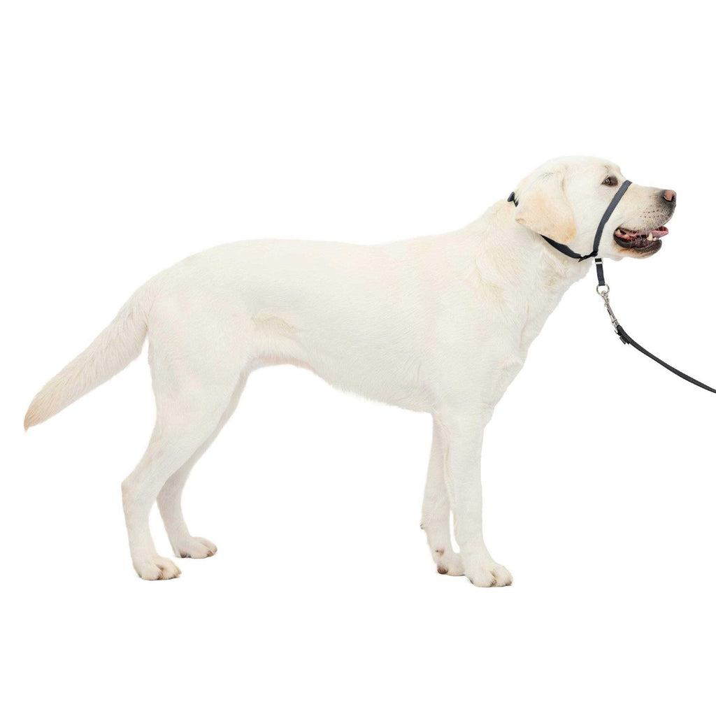 Headcollar Z3861