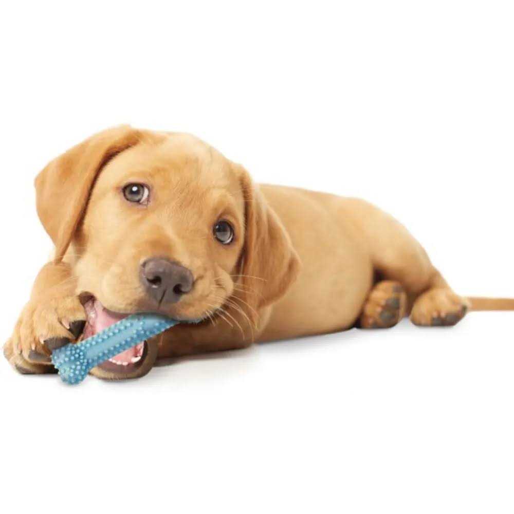 Puppy Dental Chew Toy I2997