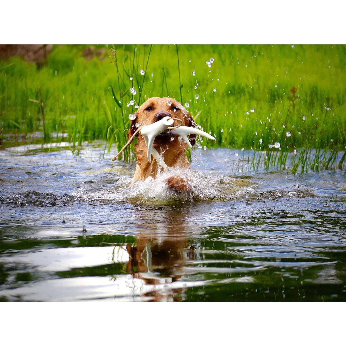 Dog Training Antler Retrieving System Y88387