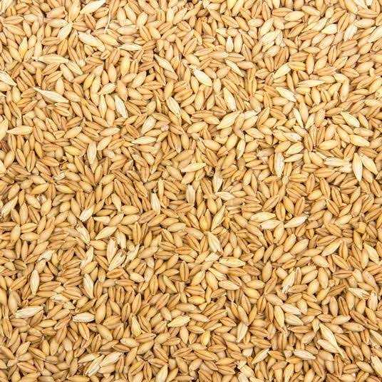 Organic Whole Barley Animal Feed O9289