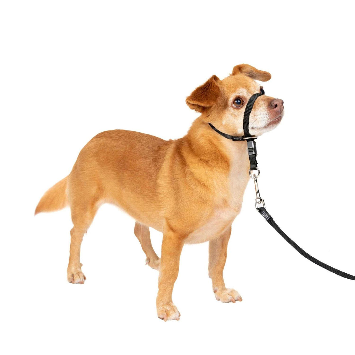 Headcollar Z3861