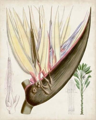 Delicate Tropicals II Giclee Canvas U38697