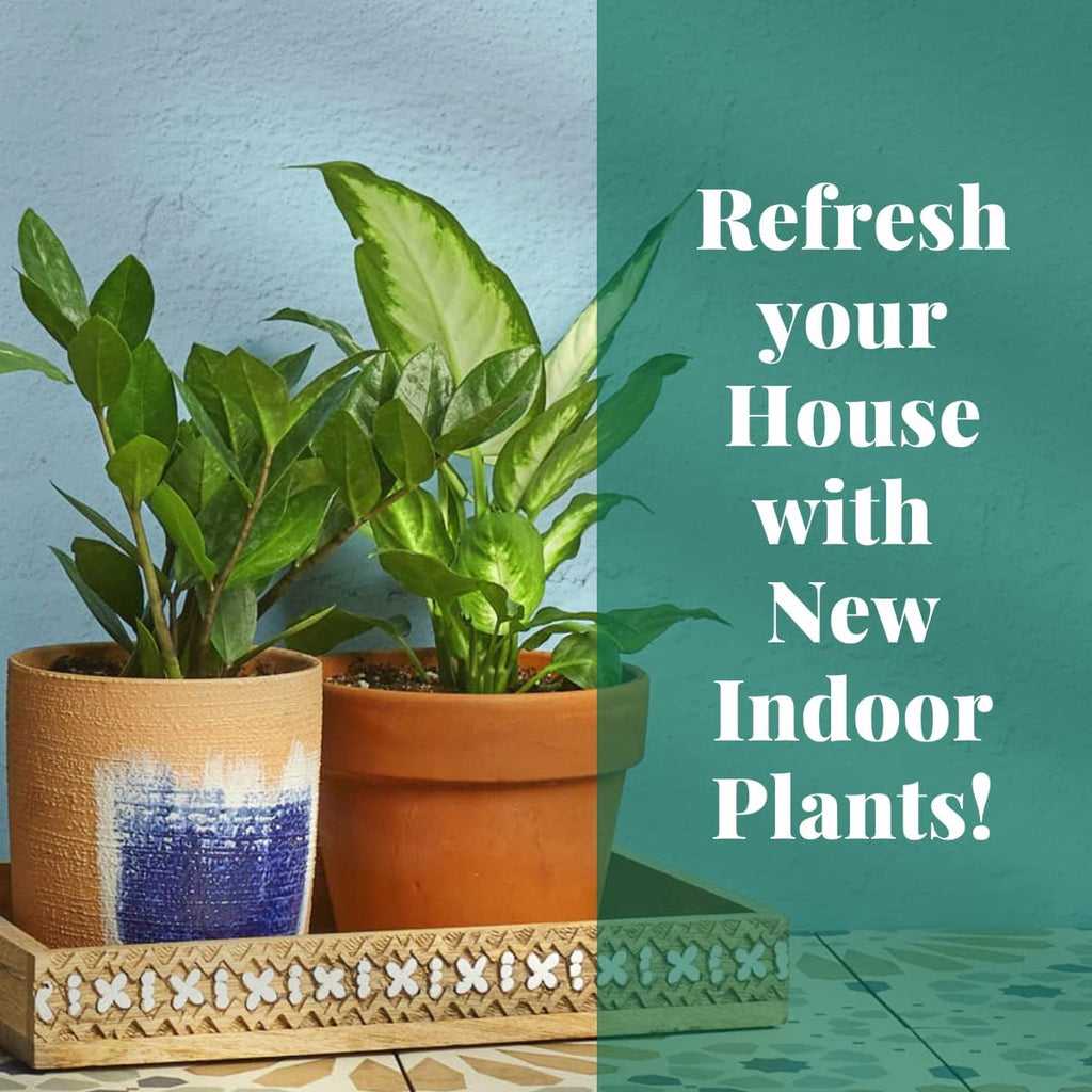 Philodendron 'Velvet' - 3" Pot Live Indoor Plant S765