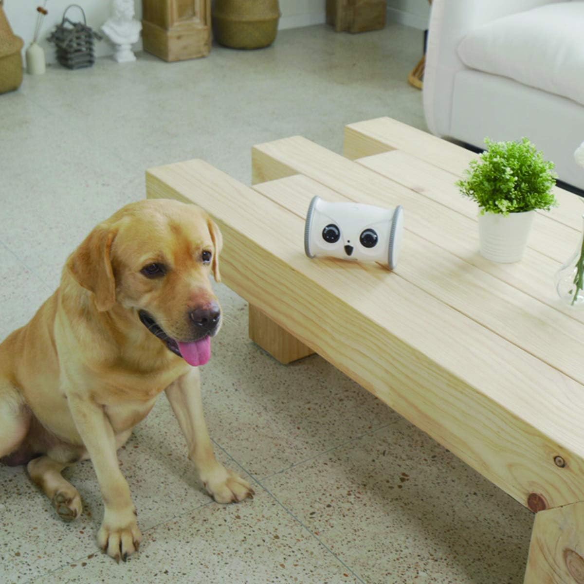 Pet Camera Treat Dispenser Interactive Toy with Remote Phone App Control 1080P FHD Z8998