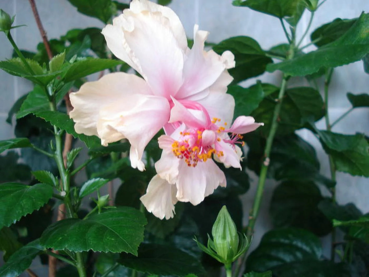 White Tropical Hibiscus Starter Plant G261798