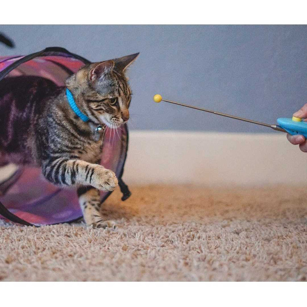 Cat Training Clicker Kit with Target Stick S96976