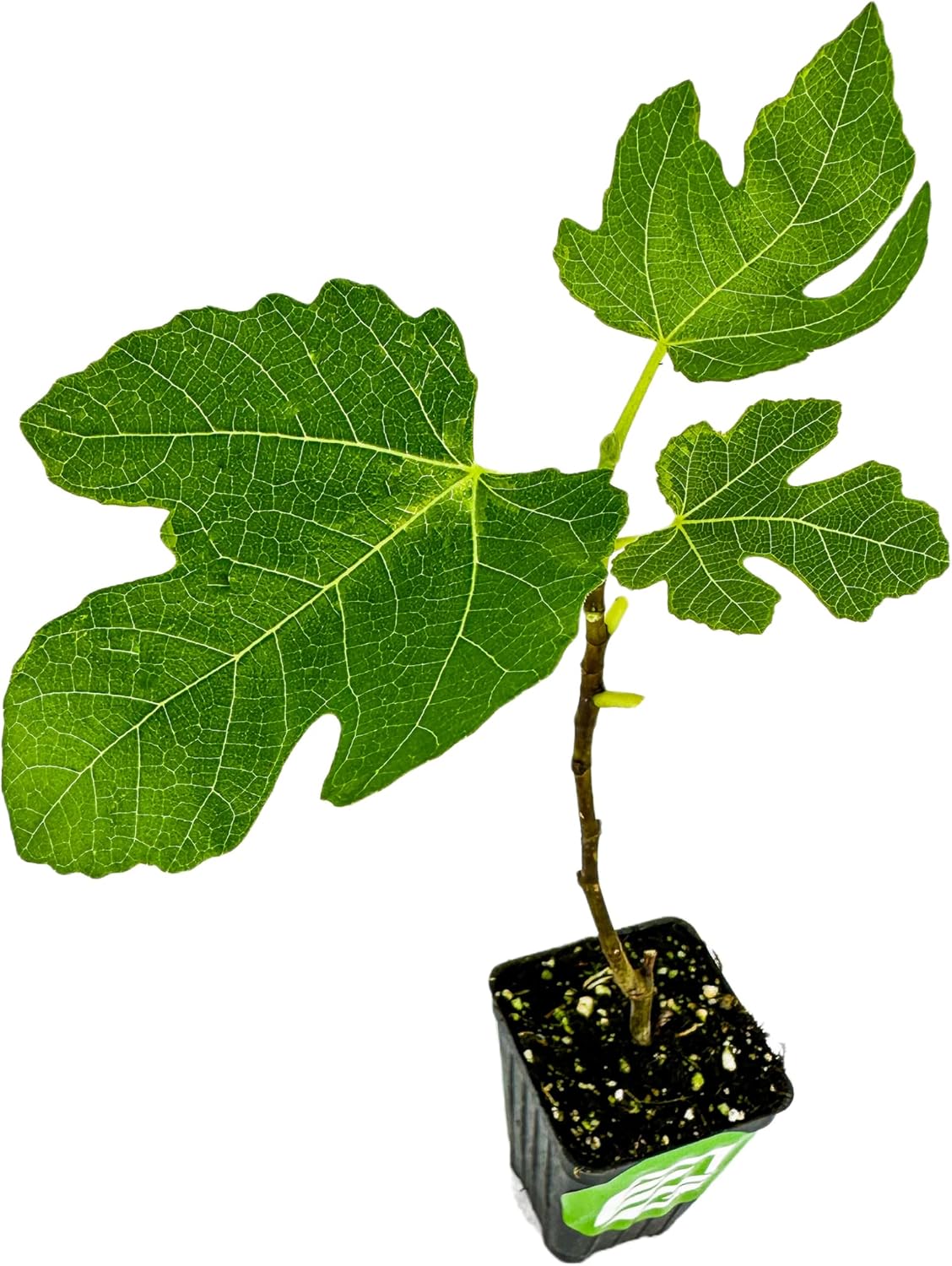 Brown Turkey Fig Self-Pollinating Fig Tree P381