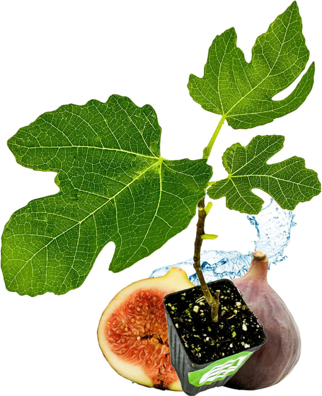 Brown Turkey Fig Self-Pollinating Fig Tree P381