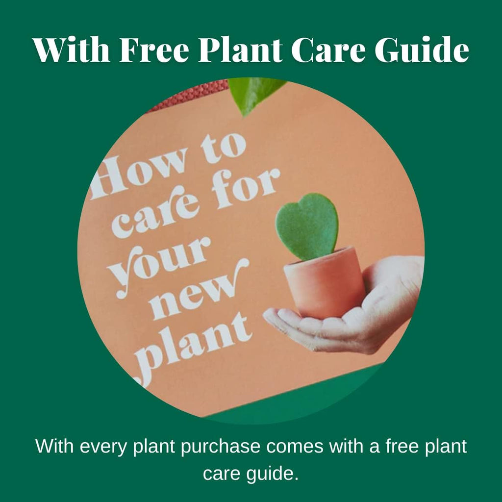 Philodendron 'Velvet' - 3" Pot Live Indoor Plant S765